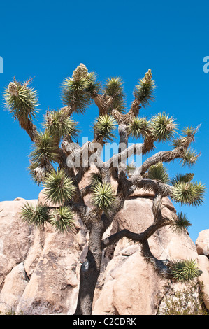 California. Blooming Joshua Tree (Yucca brevifolia), Joshua Tree National Park. Stock Photo
