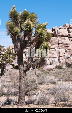 California. Blooming Joshua Tree (Yucca brevifolia), Joshua Tree National Park. Stock Photo