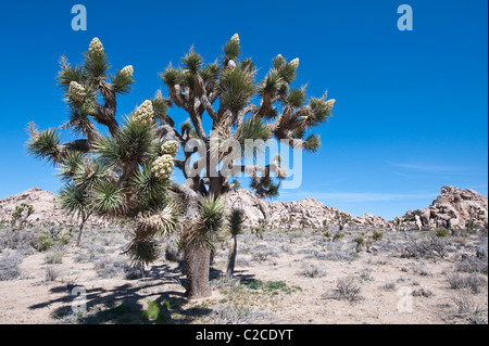 California. Blooming Joshua Tree (Yucca brevifolia), Joshua Tree National Park. Stock Photo