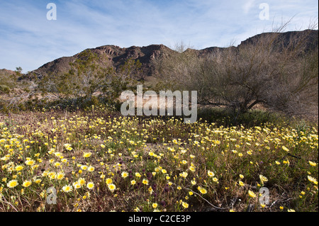 California. Desert Dandelion (Malacothrix californica), Joshua Tree National Park. Stock Photo