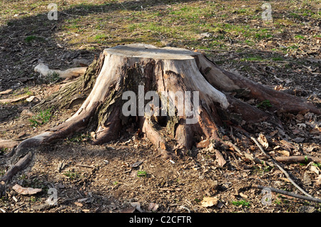 A tree stump on the ground. Stock Photo