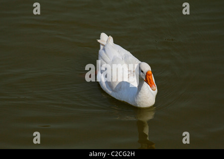 Domestic duck, Anas platyrhynchos f domestica swimming in a pond, Pune, Maharashtra, India. Stock Photo