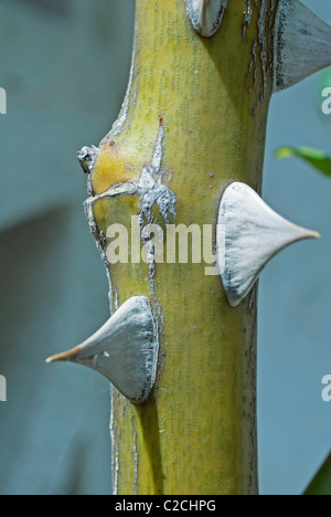 Thorns from a bramble Stock Photo