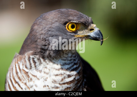 African Goshawk (Accipiter tachiro) Stock Photo