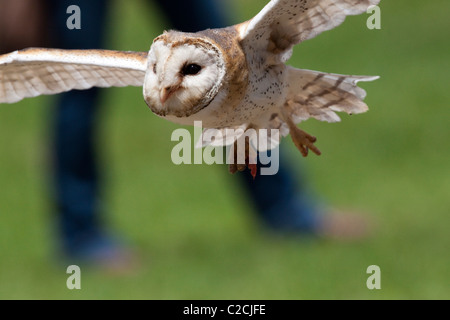 Barn owl at the African Bird of Prey Sanctuary flight show.