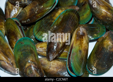 Green shell mussels, New Zealand Stock Photo