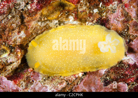 A yellow aeolid nudibranch crawls across a blue rock surface on a reef in California. Stock Photo