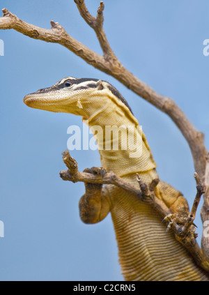 Kimberley Rock Monitor lizard (varanus glauerti) Stock Photo