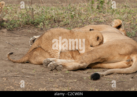 Stock photo of lion cubs nursing. Stock Photo