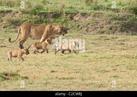 Stock photography of a lioness and her three cubs walking across the plains. Stock Photo