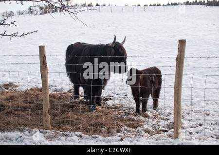 A female Highland Cow with her calf stand in a snowy field in Northumberland, England, UK. Stock Photo