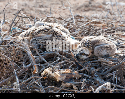 Two Osprey chicks hiding in a large nest with fish skeleton in foreground Stock Photo