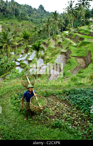 Farmer in rice terraces at Tegalalang, Bali, Indonesia Stock Photo