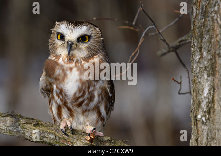 Small female Northern Saw Whet Owl perched on branch in a forest in winter Muskoka Ontario Stock Photo