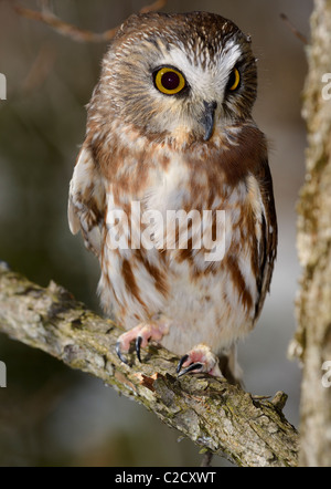 Wide eyed female Northern Saw Whet Owl perched on branch in a forest in winter Stock Photo