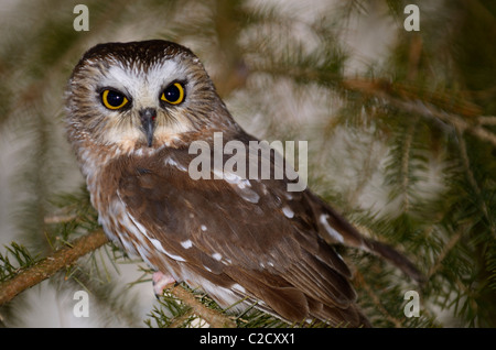 Small female Northern Saw Whet Owl hiding in a spruce tree in winter Aegolius acadicus Muskoka North Ontario Stock Photo