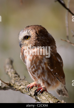 Small female Northern Saw Whet Owl Aegolius acadicus on branch at sunset Muskoka North Ontario Stock Photo