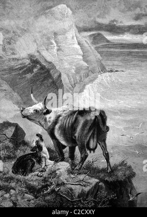 Cow and calf in the mountains, historical illustration, 1884 Stock Photo