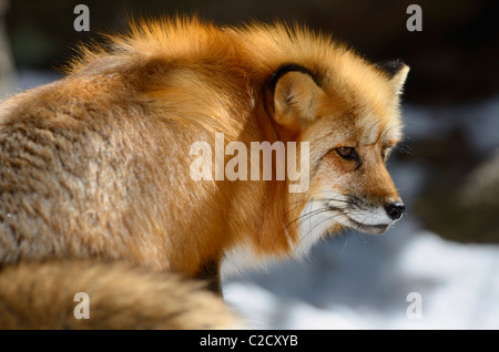 Face of a Red Fox sitting on snow warming in the sun in Spring Muskoka North Ontario Stock Photo