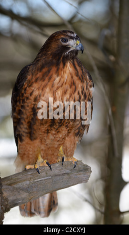 Fierce Red Tailed Hawk on a tree stump in a snowy forest in Spring Muskoka North Ontario Stock Photo