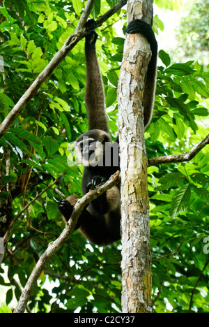 Agile gibbon (male) hanging in tree, Borneo, Indonesia Stock Photo