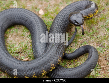 Tiger snake ( Notechis scutatus ) coiled and raised while sensing with its tongue Stock Photo