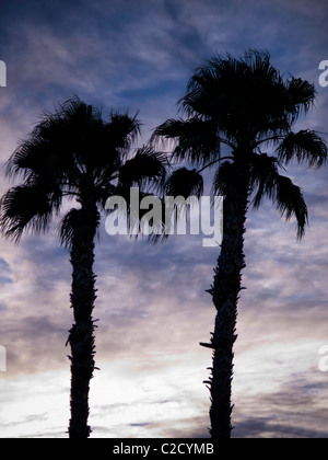 Two palm trees in silhouette against a beautiful morning sky in Sun City West Arizona. Stock Photo