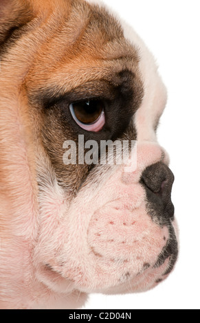 English bulldog puppy, 4 months old, against white background Stock Photo