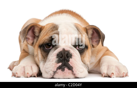 English bulldog puppy, 4 months old, lying in front of white background