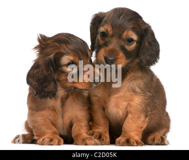 Dachshund puppies, 5 weeks old, sitting against white background Stock Photo