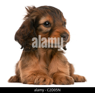 Dachshund puppy, 5 weeks old, lying against white background Stock Photo