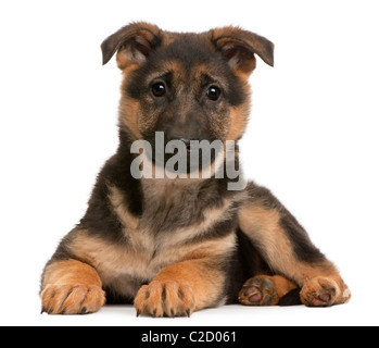 German Shepherd Puppy, 3 months old, lying against white background Stock Photo