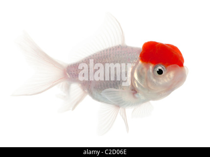 Lionhead goldfish, Carassius auratus, in front of white background Stock Photo