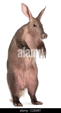 Aardvark, Orycteropus, 16 years old, standing in front of white background Stock Photo