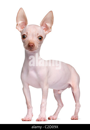 Hairless Chihuahua, 5 months old, standing in front of white background Stock Photo