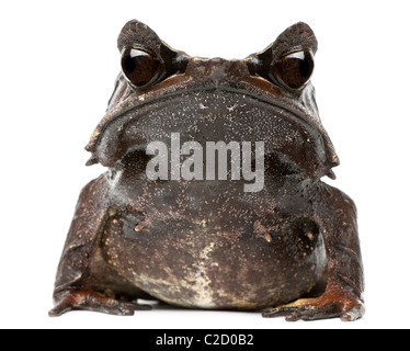 Long-nosed Horned Frog, Megophrys nasuta, in front of white background Stock Photo