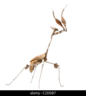 Wandering Violin Mantis, Gongylus gongylodes, in front of white background Stock Photo
