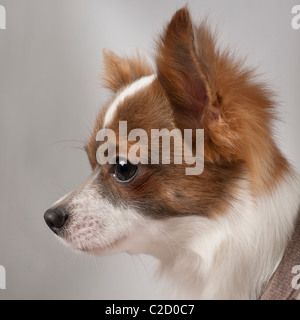 Close-up of Chihuahua, 11 months old, in front of grey background Stock Photo