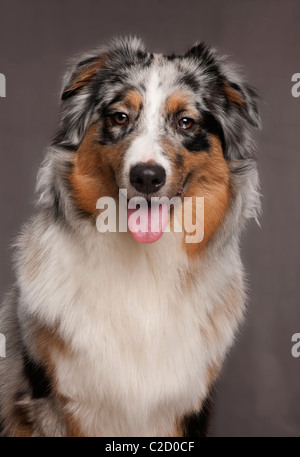 Australian Shepherd, 10 months old, in front of grey background