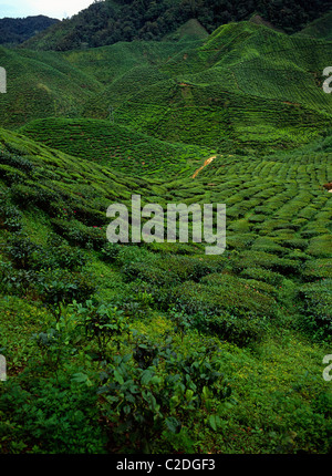 Tea Plantation Cameron Highlands Malaysia Stock Photo
