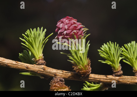 The female flower and new leaves of the European Larch tree (Larix decidua) Stock Photo