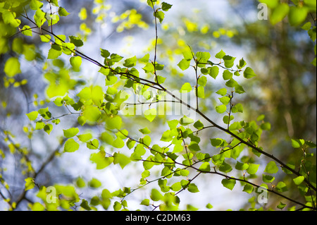 Fresh spring foliage of Fagus Sylvatica - Beech Tree Stock Photo