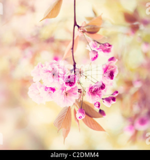 Cherry blossom flowers of Prunus Kanzan AGM Stock Photo