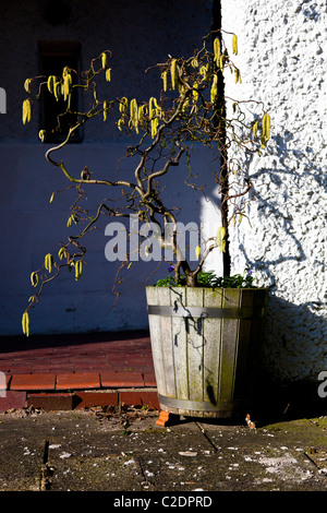 Corylus Avellana Contorta Corkscrew hazel Stock Photo