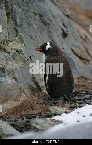 Two [Gentoo Penguins] [Pygoscelis papua], [Petermann Island], [West Graham Land], [West Graham Coast] Antarctic Peninsula Stock Photo