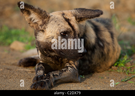 African Wild Dog (Lycaon pictus). Stock Photo