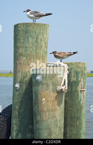 Seagulls on Pilings in Virginia Stock Photo