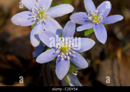Sharp-lobed Hepatica (Hepatica acutiloba) blooming in early Spring Deciduous Hardwoods Southern Michigan USA Stock Photo
