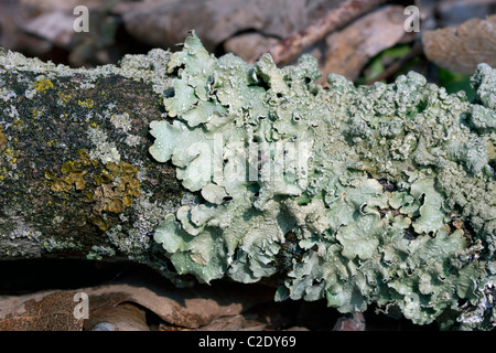 lichen greenshield log leafy foliose tree patches live michigan usa alamy branch dead similar