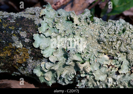 lichen greenshield log leafy branch foliose dead tree michigan usa alamy similar
